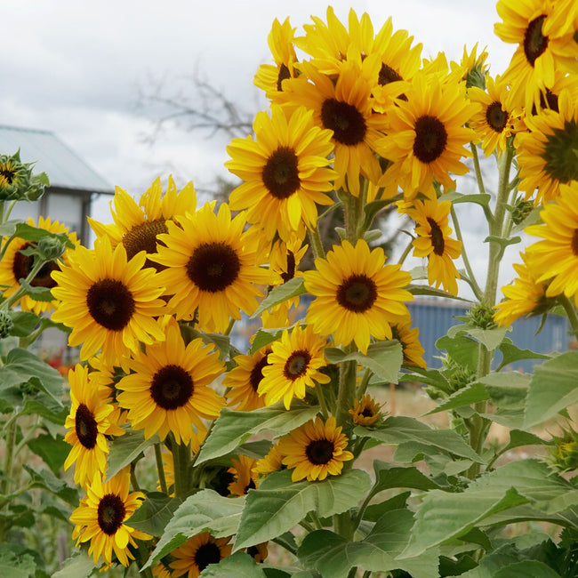 Front view of Concert Bell sunflower showing clusters of golden 4.5-inch blooms on tall branching stems in a garden setting