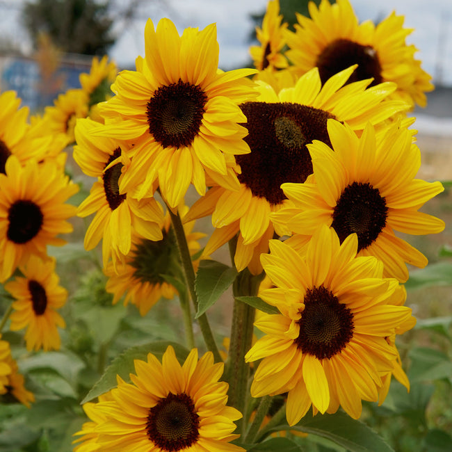 Close-up of Concert Bell sunflower blooms showcasing clusters of golden petals and dark centers against green foliage