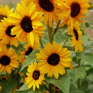 Close-up of Concert Bell sunflower showcasing clusters of golden blooms with dark centers and green foliage