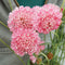 Close-up of Salmon Queen Scabiosa showing clusters of salmon-pink pincushion blooms with white centers against green foliage