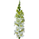 Front view of Madame Butterfly Ivory snapdragon stem showing creamy double ruffled flowers on a white background