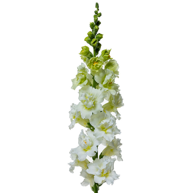 Front view of Madame Butterfly Ivory snapdragon stem showing creamy double ruffled flowers on a white background