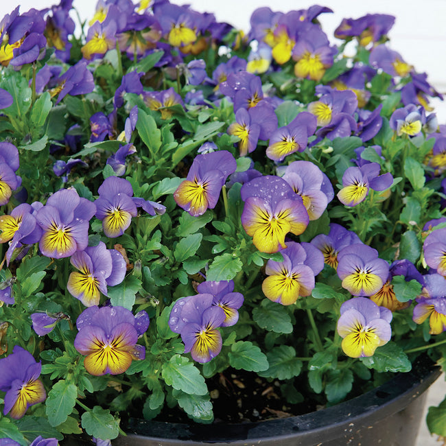 Close-up of Cool Wave Morpho pansy showing periwinkle-and-yellow bicolor blooms and green foliage in a black pot