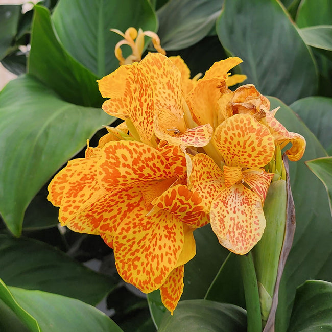 Close-up of Cannova Gold Leopard canna flower showcasing golden petals splattered with dark orange spots against green foliage