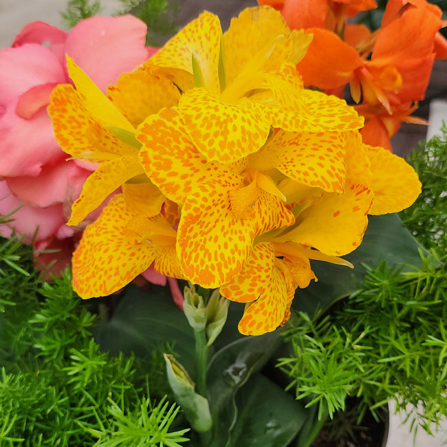 Close-up of Cannova Gold Leopard canna blooms showcasing golden petals splattered with dark orange spots against green foliage