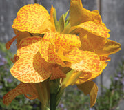Close-up of Cannova Gold Leopard canna flower showcasing golden petals splattered with dark orange spots against blurred garden background