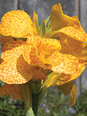 Close-up of Cannova Gold Leopard canna flower showcasing golden petals splattered with dark orange spots against blurred garden background