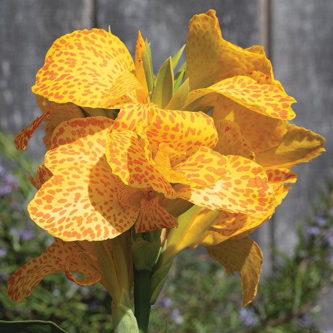 Close-up of Cannova Gold Leopard canna flower showcasing golden petals splattered with dark orange spots against blurred garden background