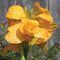 Close-up of Cannova Gold Leopard canna flower showcasing golden petals splattered with dark orange spots against blurred garden background