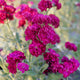 Close-up of Quartet Purple stock (Matthiola incana) showcasing deep plum ruffled blooms on long stems with blurred background