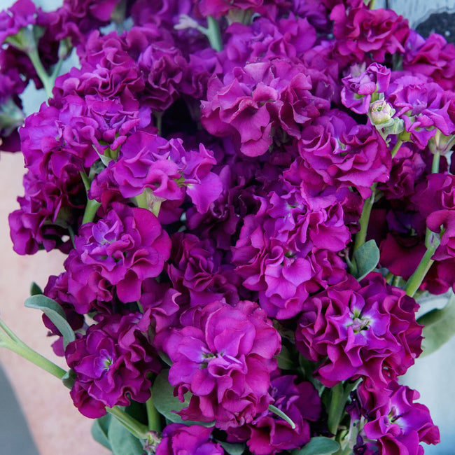 Close-up of Quartet Purple stock (Matthiola incana) showcasing ruffled plum blooms in a dense cluster