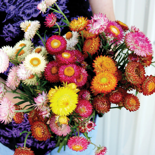 Hand-held bouquet of Endless Summer strawflower mix showing vibrant double blooms in pink, yellow, and orange on white background
