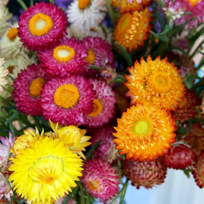 Close-up of Endless Summer strawflower mix showing bright pink, yellow, and orange double blooms on dark background