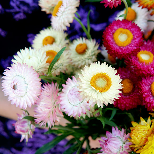 Close-up of Endless Summer strawflower mix bouquet showing papery pink, yellow, and orange blooms against a dark purple background