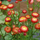 Close-up of red and yellow flowers with green stems and leaves.