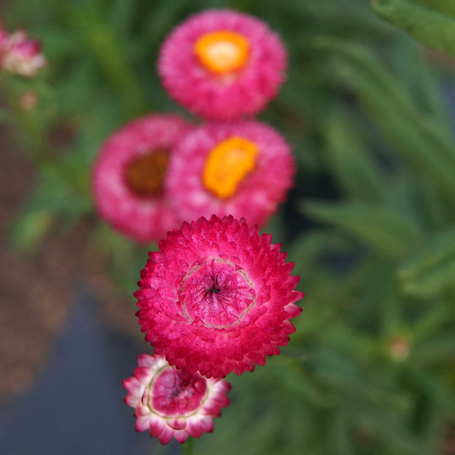 Close-up of Endless Summer strawflower blooms showcasing pink papery petals and orange centers with blurred green foliage background