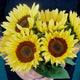 PROCUT® PEACH-SUNFLOWER