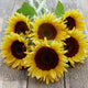 Close-up of Procut Peach sunflower blooms showing creamy-peach petals and tawny centers