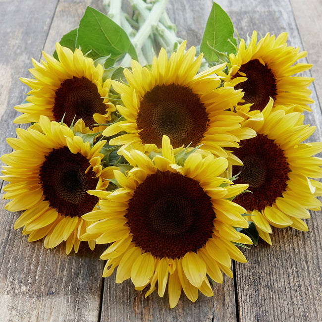 Close-up of Procut Peach sunflower blooms showing creamy-peach petals and tawny centers