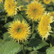 Front view of Lemon Cutie sunflower showcasing semi-double lemon-yellow blooms with green centers and surrounding foliage