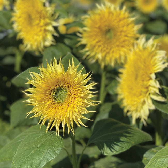 Front view of Lemon Cutie sunflower showcasing semi-double lemon-yellow blooms with green centers and surrounding foliage