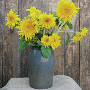 Front view of Lemon Cutie sunflower with lemon-yellow semi-double blooms in a gray vase on a wood background
