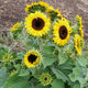 WAOOH-SUNFLOWER