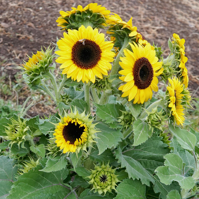 WAOOH-SUNFLOWER