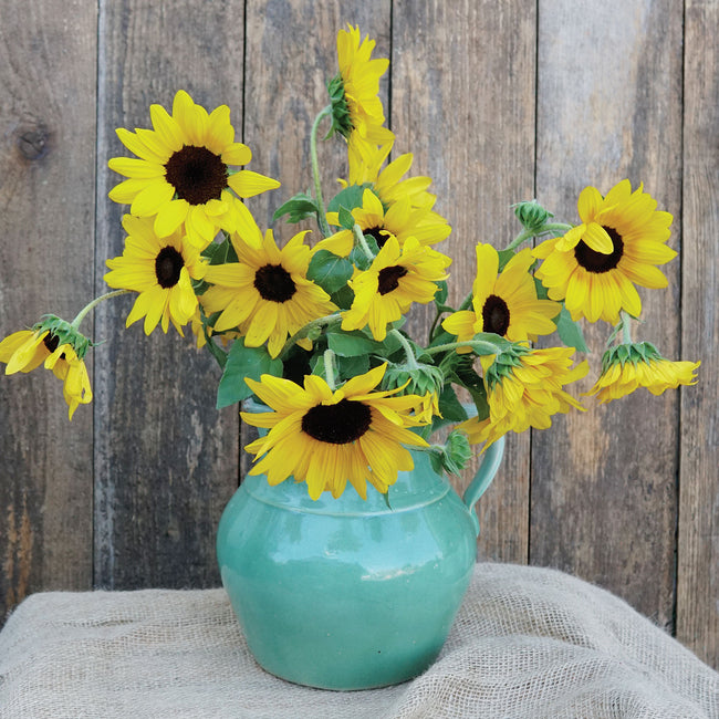 Front view of Full Summer sunflower blooms showcasing compact 2-inch golden flowers in a turquoise vase on a rustic wood background