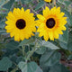 Close-up of Full Summer sunflower showing two 2-inch golden blooms with dark centers and gray-green leaves