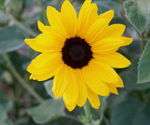 Close-up of Full Summer sunflower with a small 2-inch golden bloom and dark center against green foliage