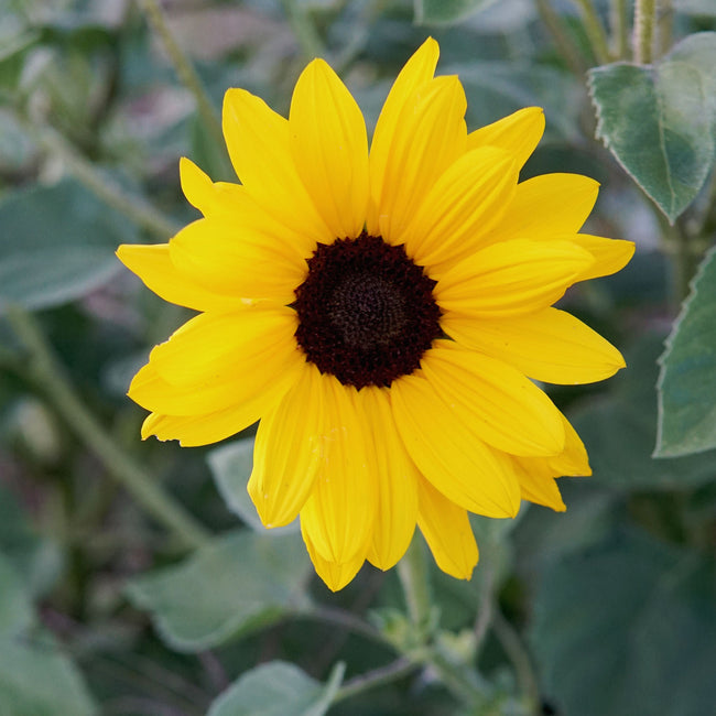 Close-up of Full Summer sunflower with a small 2-inch golden bloom and dark center against green foliage