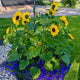 Front view of Full Summer sunflower plant showing multiple small golden blooms and green foliage