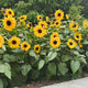 Close-up of Full Summer sunflower blooms showing multiple 2-inch golden flowers against green foliage