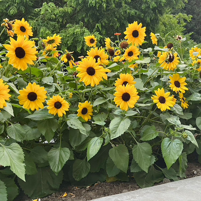 Close-up of Full Summer sunflower blooms showing multiple 2-inch golden flowers against green foliage