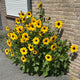 Front view of Full Summer sunflower plant showing many small 2-inch bright yellow flowers with dark centers beside a brick wall