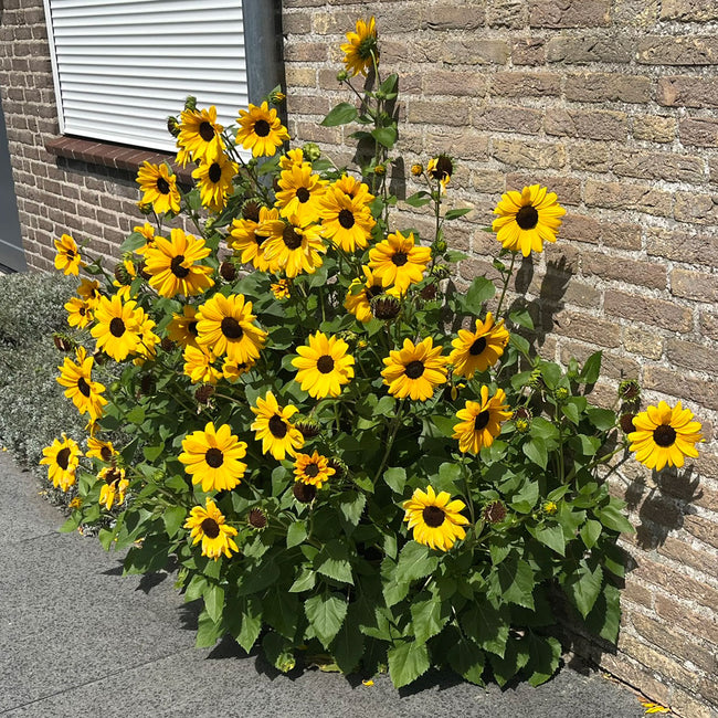 Front view of Full Summer sunflower plant showing many small 2-inch bright yellow flowers with dark centers beside a brick wall