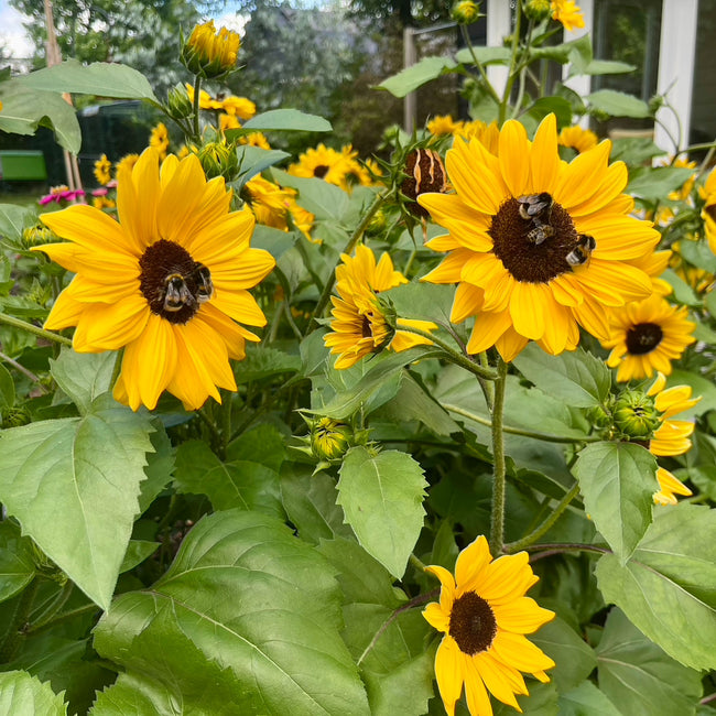 Close-up of Full Summer sunflower showing multiple small golden-yellow 2-inch blooms with dark centers and green foliage