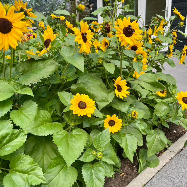 Close-up of Full Summer sunflower showing clusters of small 2-inch golden blooms and foliage in a garden setting