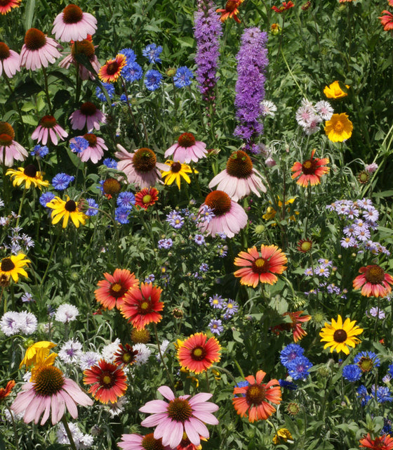 Close-up of Northeast Wildflower Mix showing colorful mixed wildflower blooms with varied shapes and colors