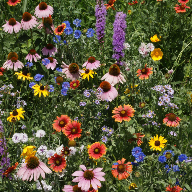 Close-up of Northeast Wildflower Mix showing colorful mixed wildflower blooms with varied shapes and colors
