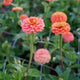 Close up of Oklahoma Salmon zinnia showing double coral salmon blooms and tall green stems in a garden setting