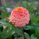Close-up of Oklahoma Salmon zinnia showing coral-peach double bloom with green foliage