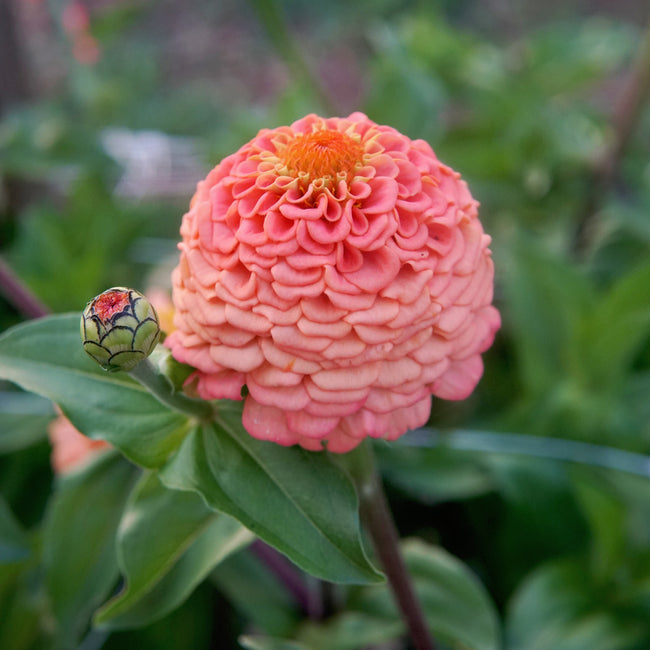 Close-up of Oklahoma Salmon zinnia showing coral-peach double bloom with green foliage