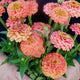 Close-up of Oklahoma Salmon zinnia showcasing double coral-apricot blooms with green foliage background