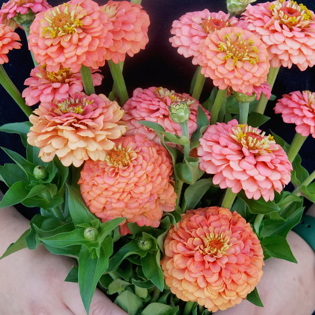 Close-up of Oklahoma Salmon zinnia showcasing double coral-apricot blooms with green foliage background