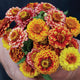 AZTEC SUNSET MIX-ZINNIA