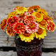 Close-up of Aztec Sunset Mix zinnias showcasing compact double bicolor orange, yellow, and cerise blooms in a dark container