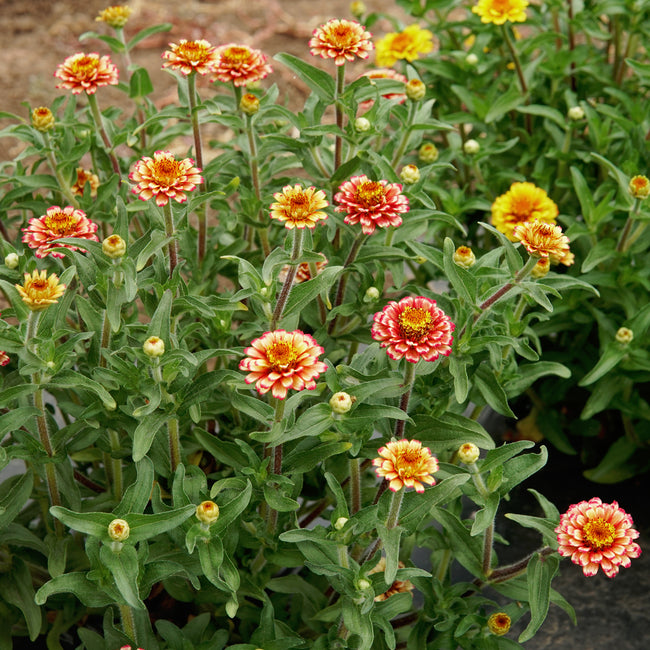 Close-up of Aztec Sunset zinnia showing compact stems and bicolored double blooms in yellow, orange, and brown against garden soil