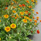 Close-up of Aztec Sunset zinnia plants showcasing compact double bicolor orange and yellow blooms in a garden bed